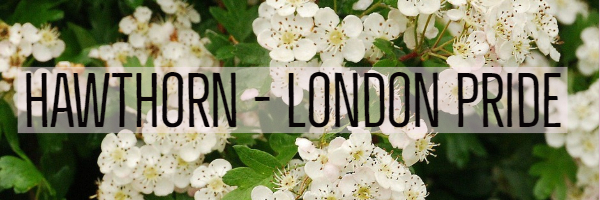 hawthorn-london pride