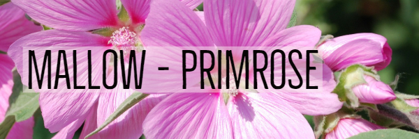 Mallow-Primrose