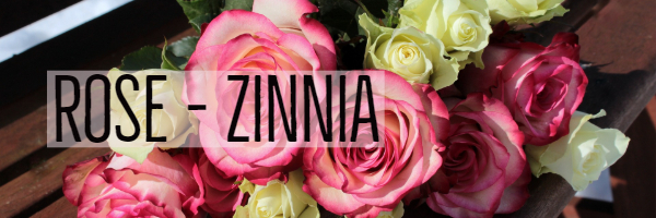 rose - zinna